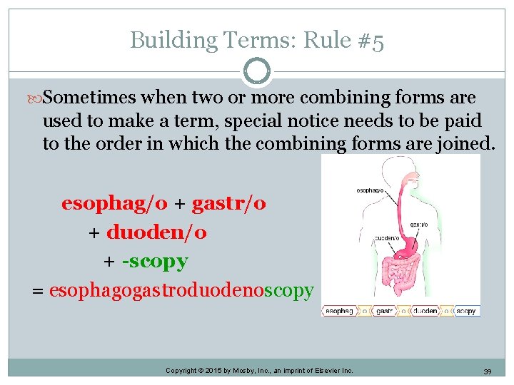 Building Terms: Rule #5 Sometimes when two or more combining forms are used to Building Terms: Rule #5 Sometimes when two or more combining forms are used to