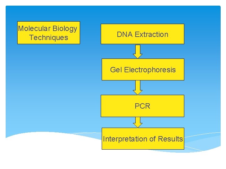 Molecular Biology Techniques DNA Extraction Gel Electrophoresis PCR Interpretation of Results 