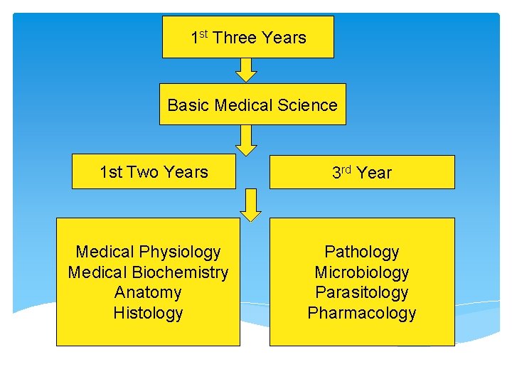 1 st Three Years Basic Medical Science 1 st Two Years Medical Physiology Medical