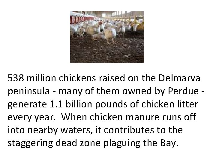 538 million chickens raised on the Delmarva peninsula - many of them owned by