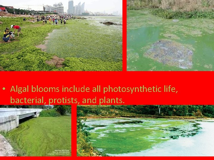  • Algal blooms include all photosynthetic life, bacterial, protists, and plants. 