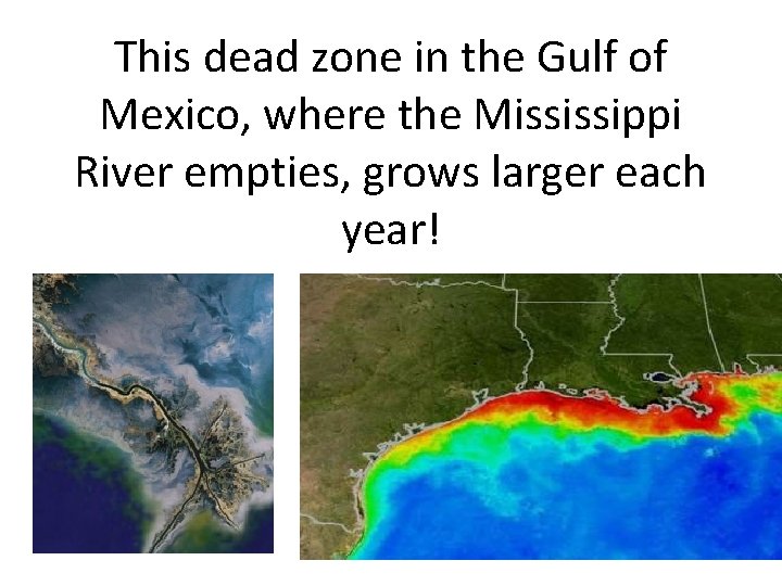 This dead zone in the Gulf of Mexico, where the Mississippi River empties, grows