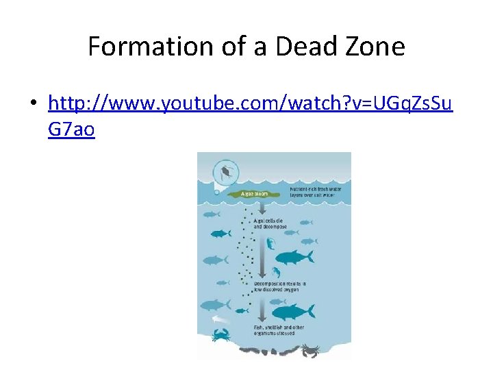 Formation of a Dead Zone • http: //www. youtube. com/watch? v=UGq. Zs. Su G