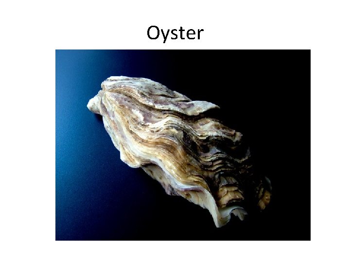 Oyster 