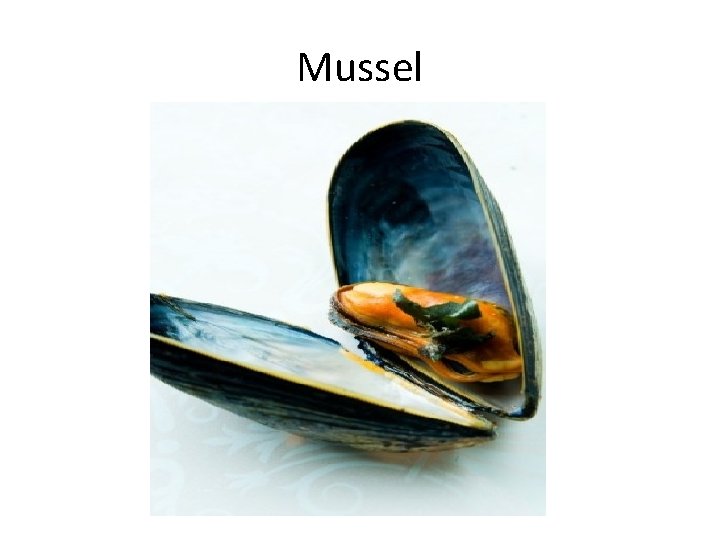 Mussel 