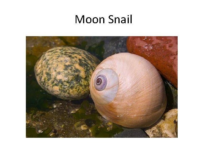 Moon Snail 