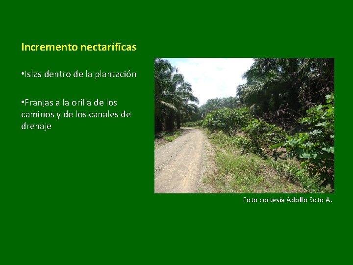 Incremento nectaríficas • Islas dentro de la plantación • Franjas a la orilla de