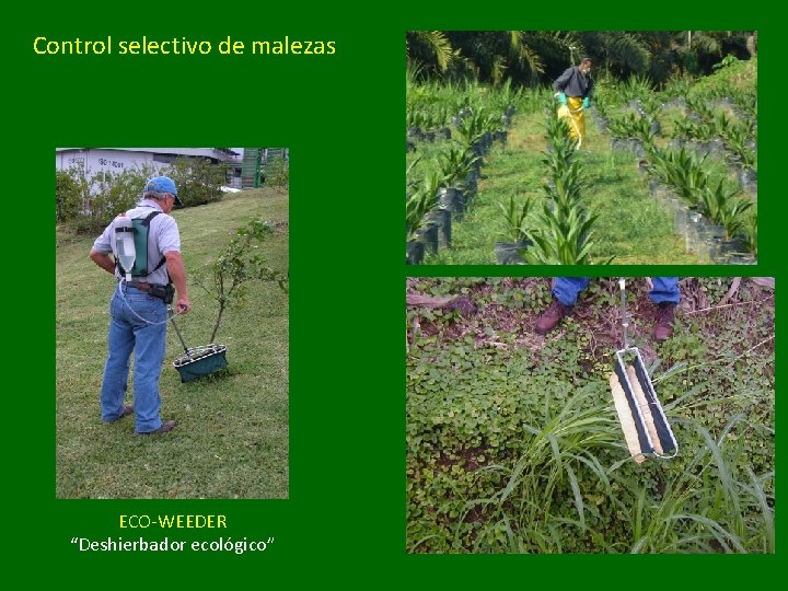 Control selectivo de malezas ECO-WEEDER “Deshierbador ecológico” 