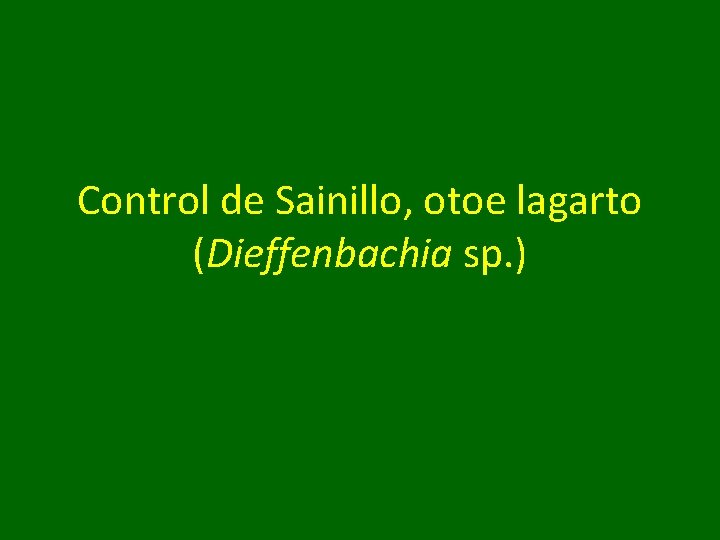 Control de Sainillo, otoe lagarto (Dieffenbachia sp. ) 