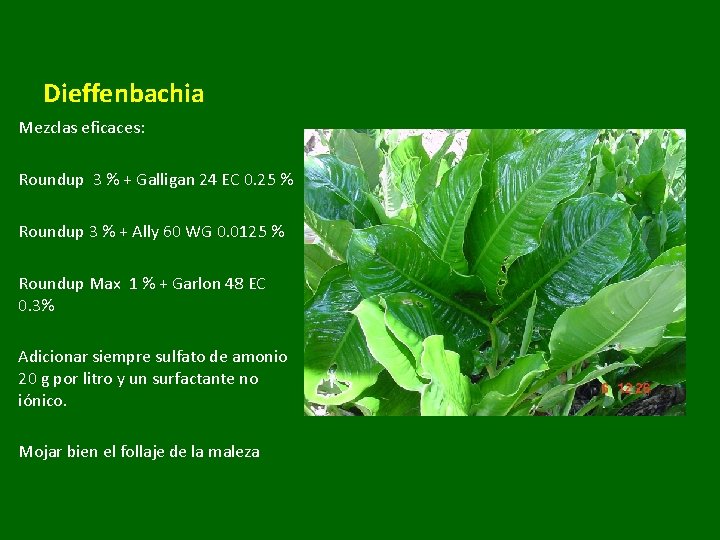 Dieffenbachia Mezclas eficaces: Roundup 3 % + Galligan 24 EC 0. 25 % Roundup