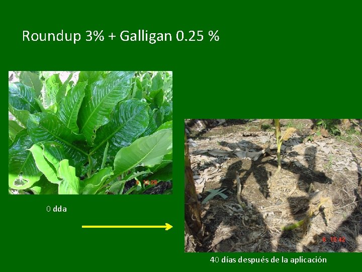 Roundup 3% + Galligan 0. 25 % 0 dda 40 días después de la