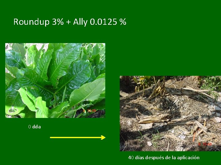 Roundup 3% + Ally 0. 0125 % 0 dda 40 días después de la