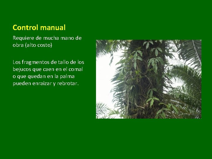 Control manual Requiere de mucha mano de obra (alto costo) Los fragmentos de tallo