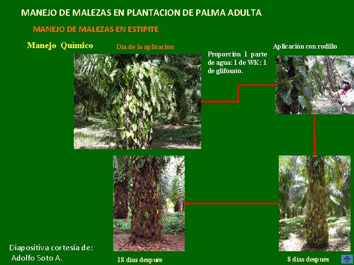 MANEJO DE MALEZAS EN PLANTACION DE PALMA ADULTA MANEJO DE MALEZAS EN ESTIPITE Manejo