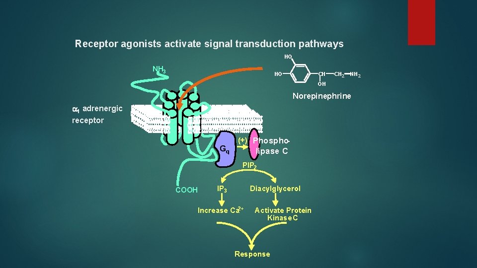 Receptor agonists activate signal transduction pathways HO NH 3 HO CH CH 2 NH
