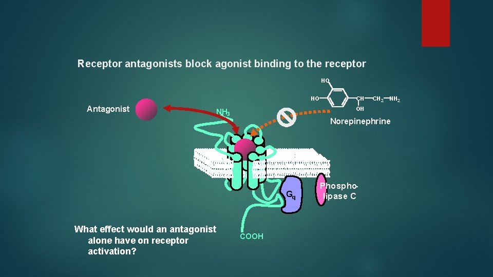 Receptor antagonists block agonist binding to the receptor HO HO Antagonist CH 2 NH