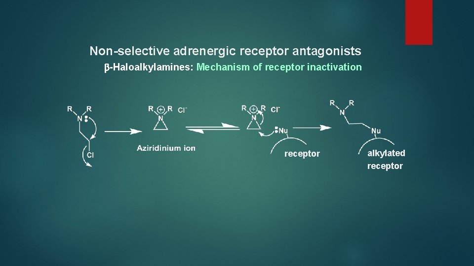 Non-selective adrenergic receptor antagonists -Haloalkylamines: Mechanism of receptor inactivation receptor alkylated receptor 