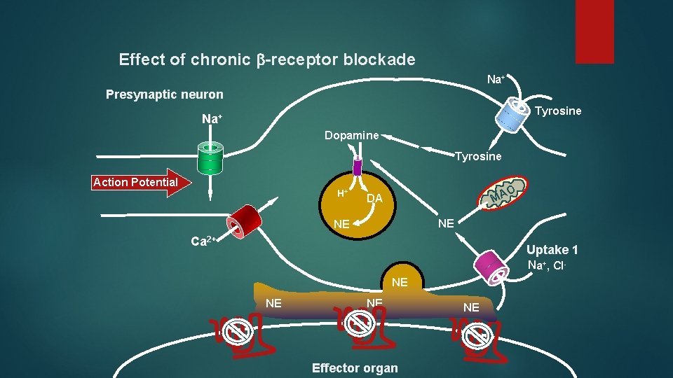 Effect of chronic -receptor blockade Na+ Presynaptic neuron Tyrosine Na+ Dopamine Tyrosine Action Potential