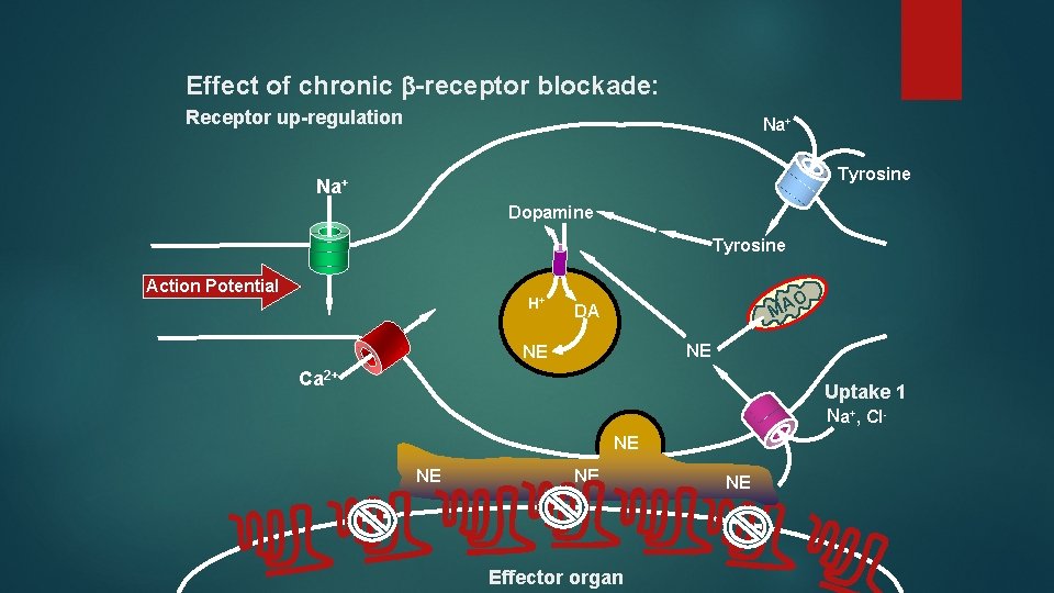 Effect of chronic -receptor blockade: Receptor up-regulation Na+ Tyrosine Na+ Dopamine Tyrosine Action Potential