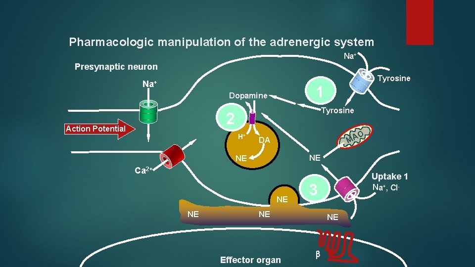 Pharmacologic manipulation of the adrenergic system Na+ Presynaptic neuron Tyrosine Na+ 1 Dopamine Tyrosine