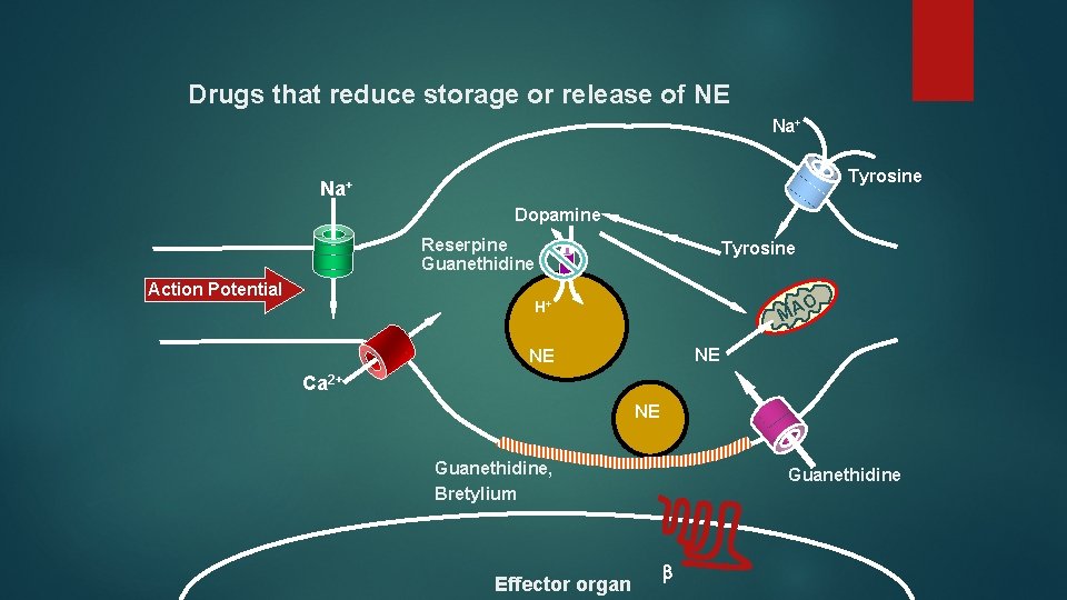 Drugs that reduce storage or release of NE Na+ Tyrosine Na+ Dopamine Reserpine Guanethidine