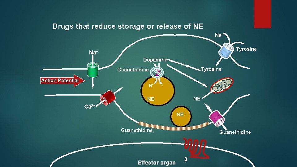 Drugs that reduce storage or release of NE Na+ Tyrosine Na+ Dopamine Tyrosine Guanethidine