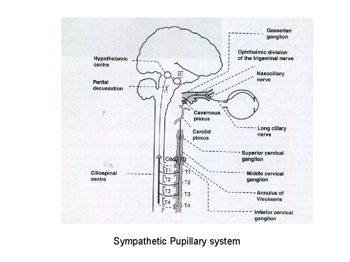 Sympathetic Pupillary system 