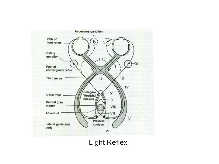 Light Reflex 