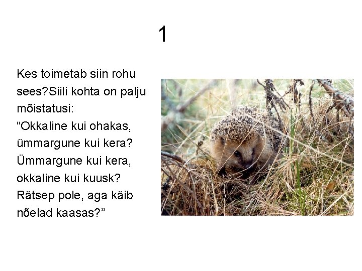 1 Kes toimetab siin rohu sees? Siili kohta on palju mõistatusi: “Okkaline kui ohakas,