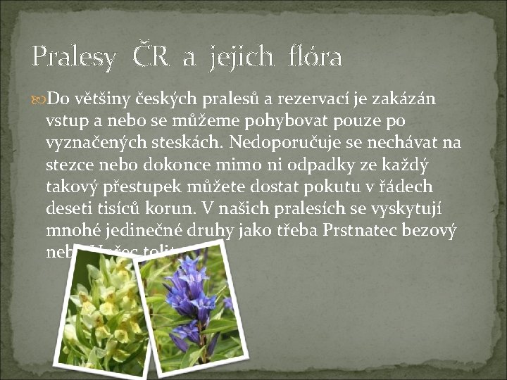 Pralesy ČR a jejich flóra Do většiny českých pralesů a rezervací je zakázán vstup