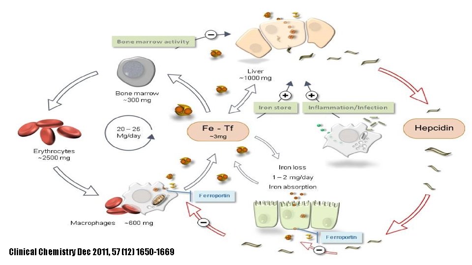 IRON REGULATION Clinical Chemistry Dec 2011, 57 (12) 1650 -1669 IRON REGULATION Clinical Chemistry Dec 2011, 57 (12) 1650 -1669