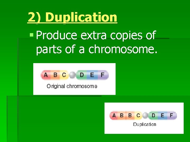 2) Duplication § Produce extra copies of parts of a chromosome. 