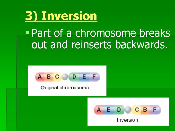 3) Inversion § Part of a chromosome breaks out and reinserts backwards. 