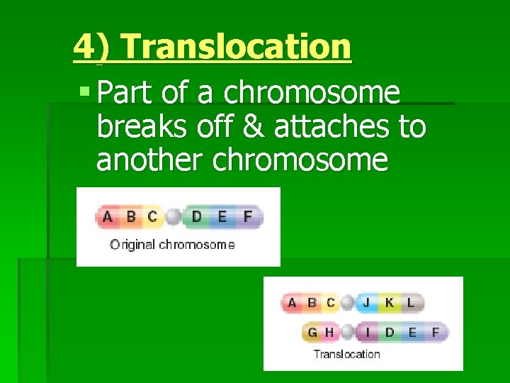 4) Translocation § Part of a chromosome breaks off & attaches to another chromosome