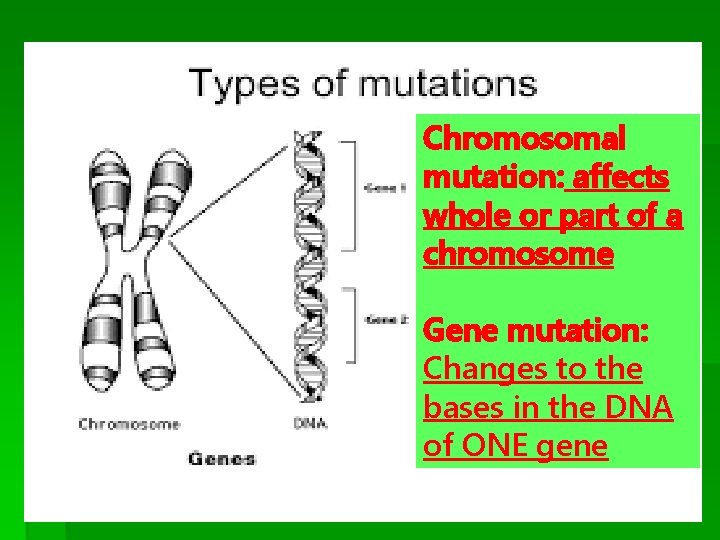 Chromosomal mutation: affects whole or part of a chromosome Gene mutation: Changes to the