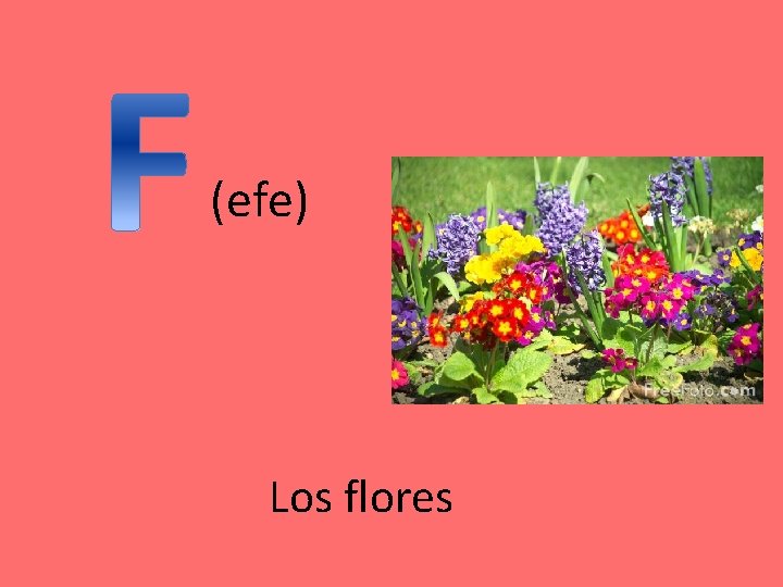 (efe) Los flores 