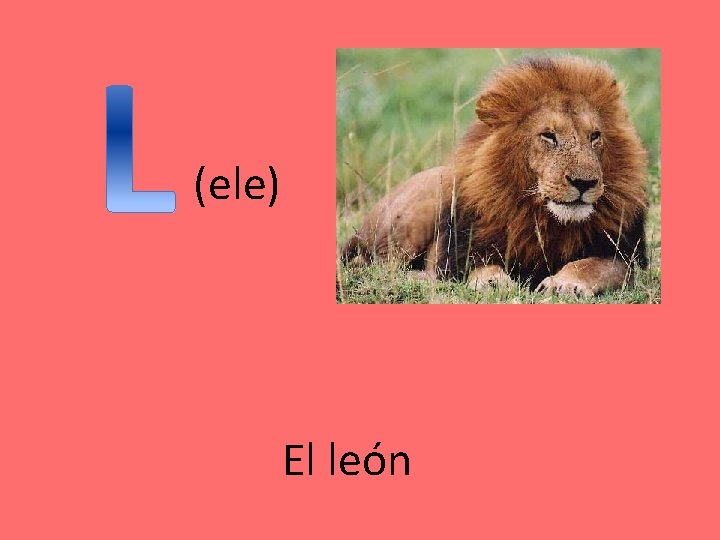 (ele) El león 