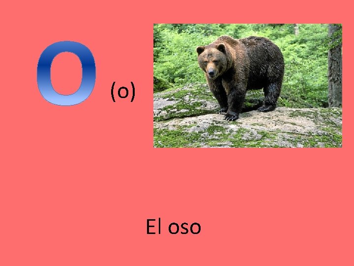(o) El oso 