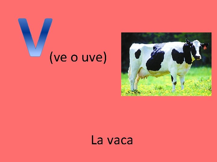 (ve o uve) La vaca 