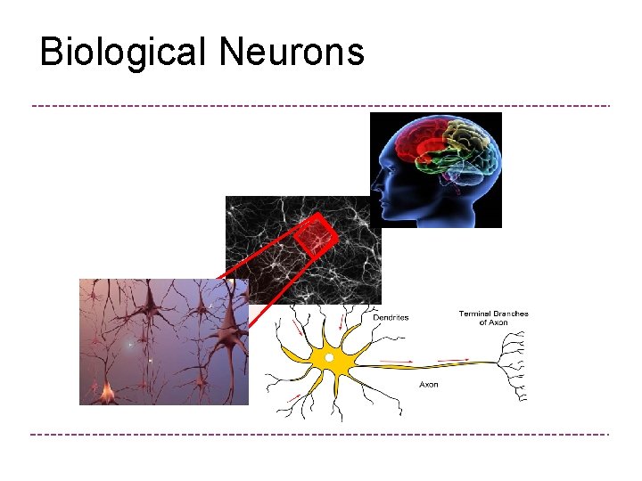 Biological Neurons 