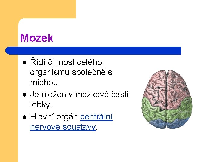 Mozek l l l Řídí činnost celého organismu společně s míchou. Je uložen v