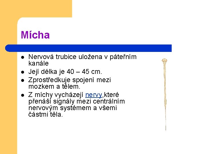 Mícha l l Nervová trubice uložena v páteřním kanále Její délka je 40 –