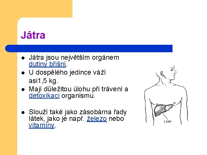 Játra l l Játra jsou největším orgánem dutiny břišní. U dospělého jedince váží asi