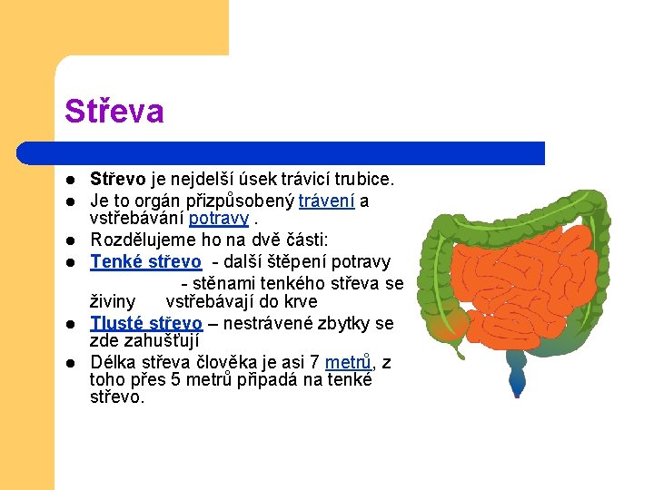 Střeva l l l Střevo je nejdelší úsek trávicí trubice. Je to orgán přizpůsobený