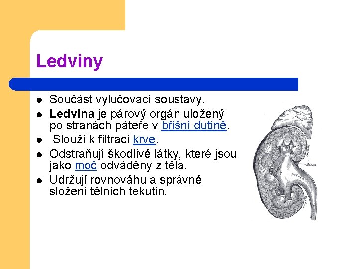 Ledviny l l l Součást vylučovací soustavy. Ledvina je párový orgán uložený po stranách