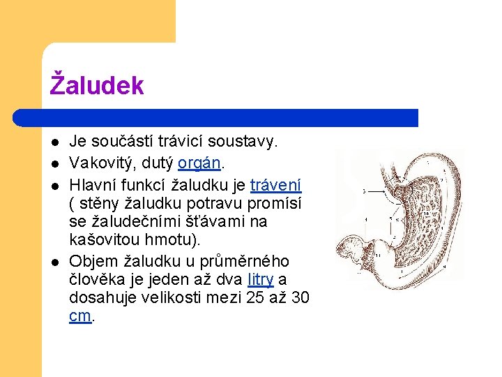 Žaludek l l Je součástí trávicí soustavy. Vakovitý, dutý orgán. Hlavní funkcí žaludku je