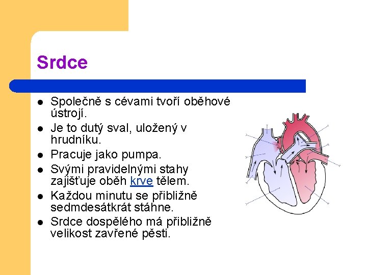 Srdce l l l Společně s cévami tvoří oběhové ústrojí. Je to dutý sval,