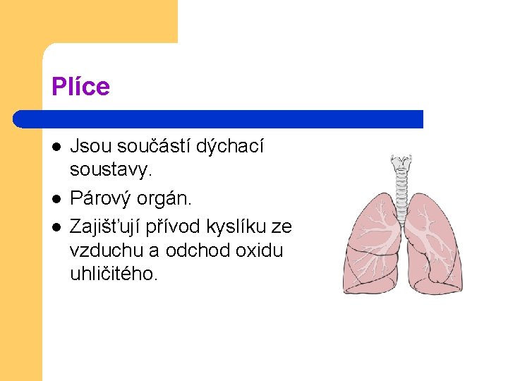 Plíce l l l Jsou součástí dýchací soustavy. Párový orgán. Zajišťují přívod kyslíku ze