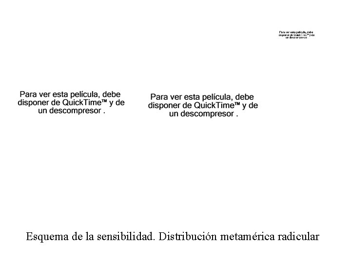 Esquema de la sensibilidad. Distribución metamérica radicular 