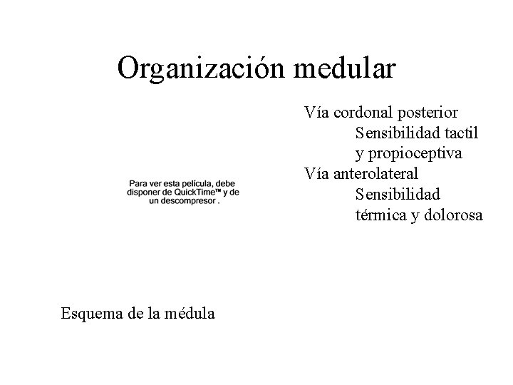 Organización medular Vía cordonal posterior Sensibilidad tactil y propioceptiva Vía anterolateral Sensibilidad térmica y